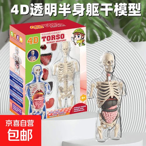 探索生命奥秘 孕妇解剖模型玩具套装，开启孩子的4D科学启蒙之旅